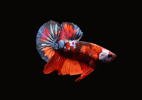 Koi Galaxy HMPK Male Betta | 5294