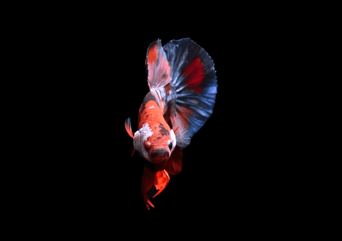 Koi Galaxy HMPK Male Betta | 5294