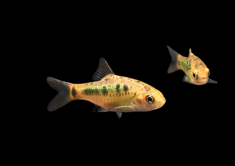 Gold Barb