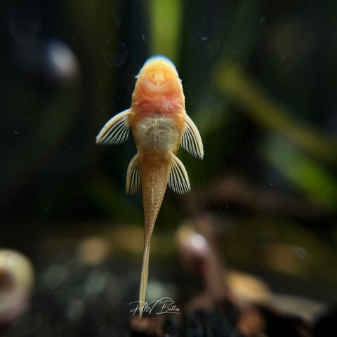 Albino Bristle Nose Pleco | Ancistrus sp.