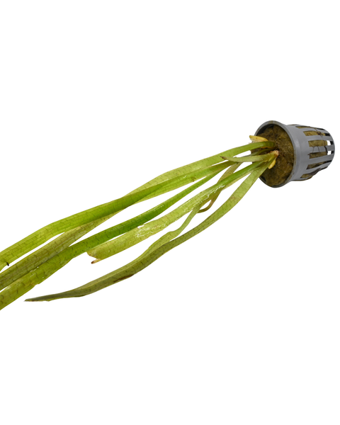 Jungle Vallisneria | Vallisneria americana