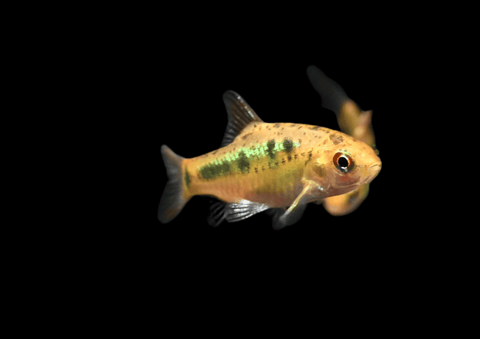 Gold Barb
