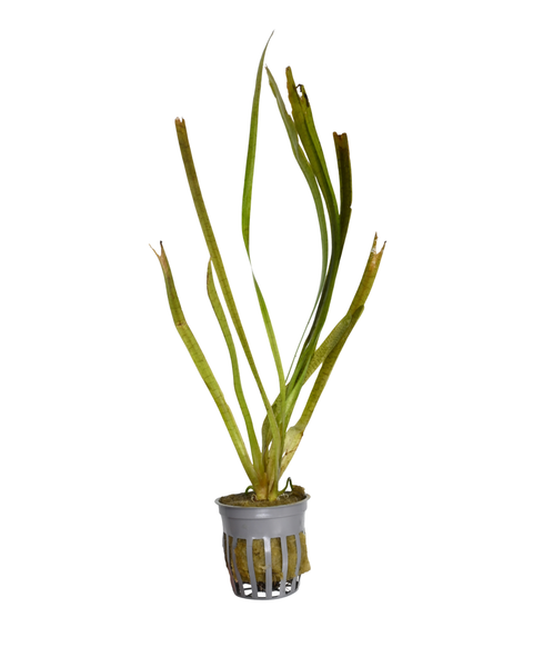 Jungle Vallisneria | Vallisneria americana