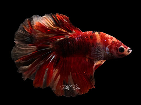 Nemo HM Male Betta | M2576