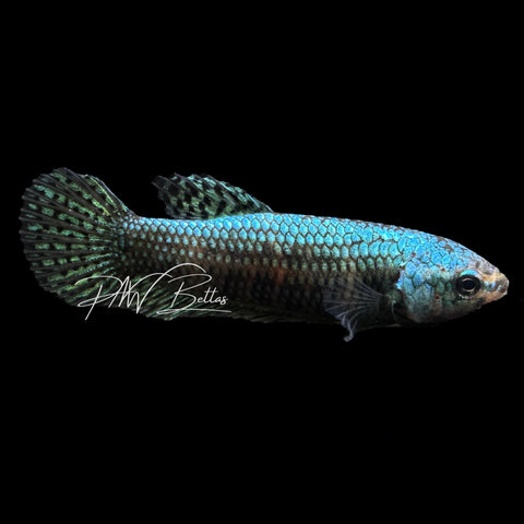 Green Alien Betta | Wild Bettas