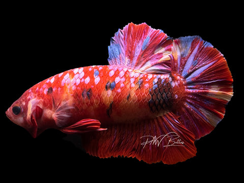 Red Marble Giant Male Betta | M1710