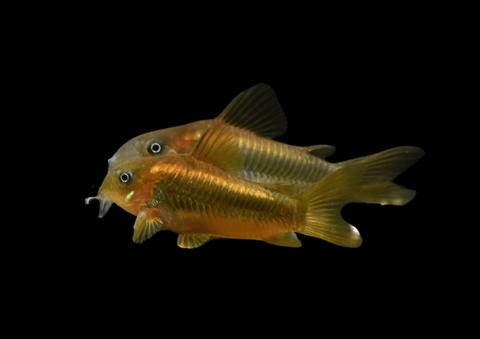 Gold Laser Cory | Corydoras sp. CW010