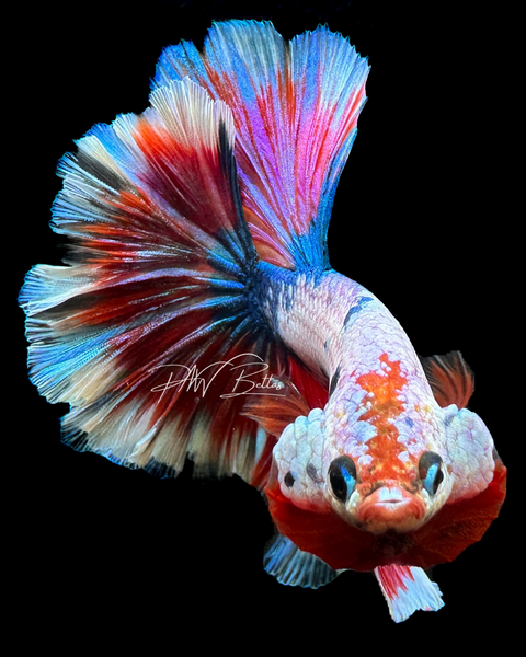 Marble Rosetail Betta Photo Print