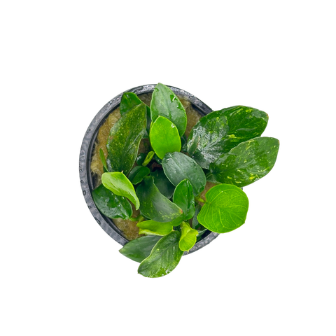 Betta Plant Pack