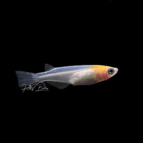 Medaka Ricefish ‘Red Cap’ | Oryzias latipes