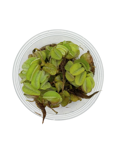 Water Spangles | Salvinia Minima