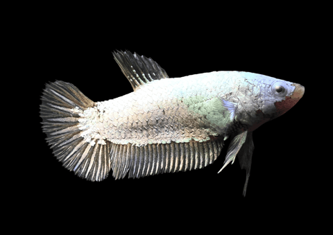 Yellow Dragon HMPK Female Betta | 5295