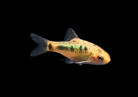 Gold Barb