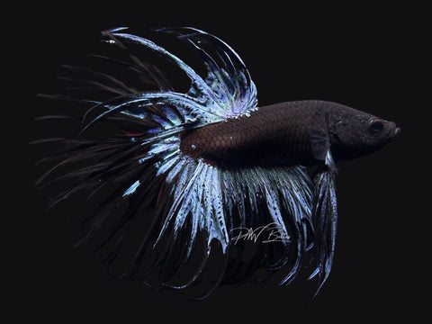 Blacklight CT Male Betta | M2587