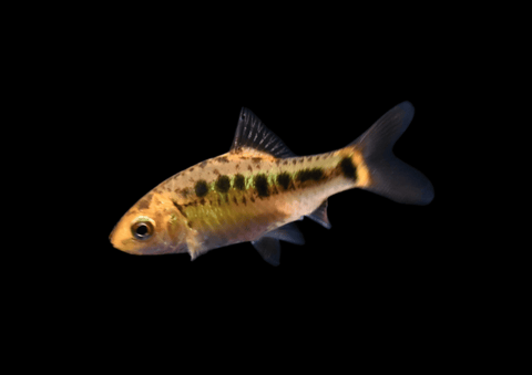 Gold Barb