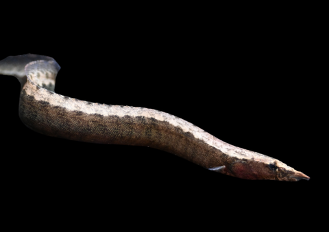 Spiney Eel