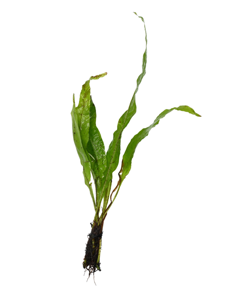 Java Fern | Microsorum pteropus