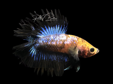 RARE Marble DTCT Male Betta | M2559