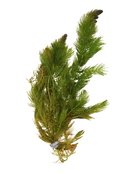 Hornwort | Ceratophyllum demersum