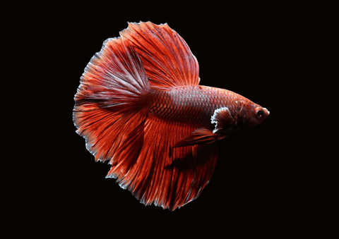 Salamander Halfmoon Male Betta | 5297