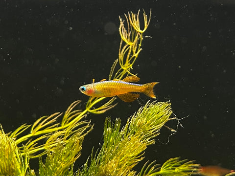 Red Neon Blue Eye Rainbowfish | Pseudomugil luminatus