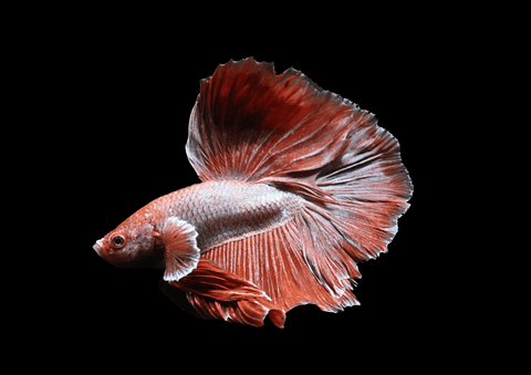 Salamander Halfmoon Male Betta | 5297