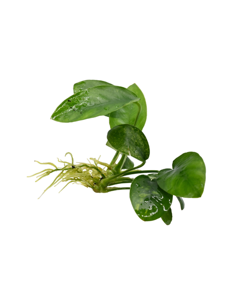 Anubias Nana | Anubias barteri var. nana