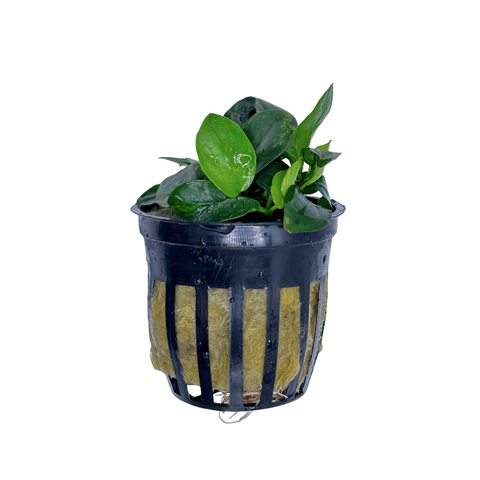Betta Plant Pack