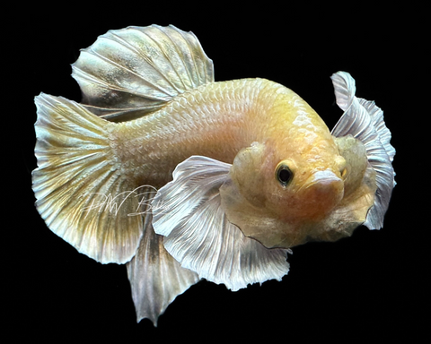 Gold Dumbo Betta Photo Print