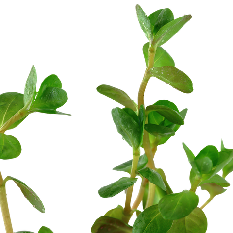 Rotala rotundifolia