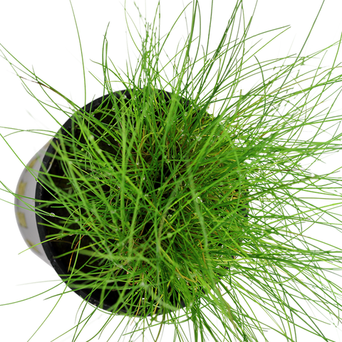 Eleocharis parvula