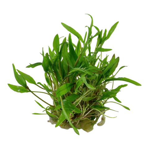 Cryptocoryne wendtii 'Green' | Tissue Culture