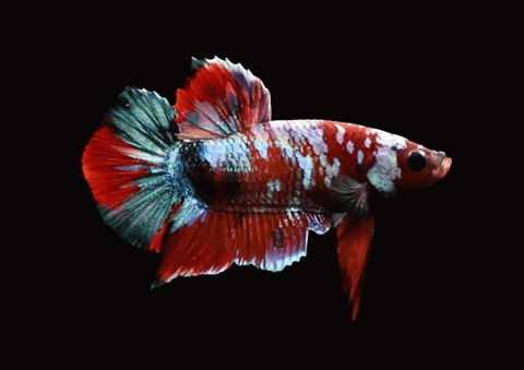Red Koi HMPK Male Betta | 5298