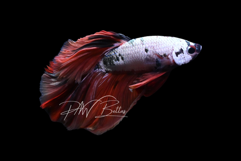 Copper Nemo Halfmoon Male Betta | M2909