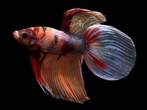 Nemo Veiltail Male Betta | M2557