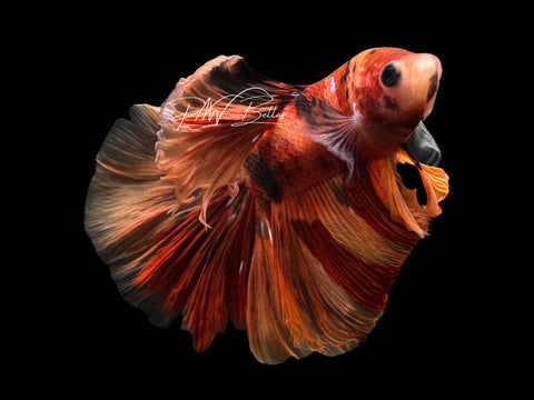 Nemo Halfmoon Male Betta | M2561