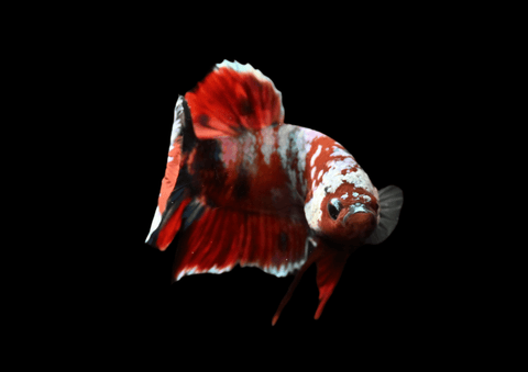 Red Koi HMPK Male Betta | 5298