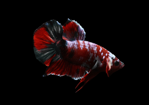 Red Koi HMPK Male Betta | 5298