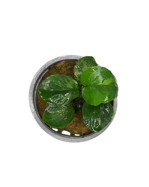 Anubias Barteri