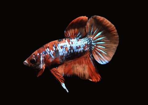 Candy Koi Male Betta | 5299