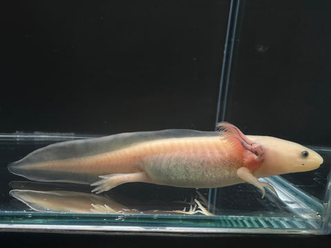Juvenile Blue Gill Leucistic (Lucy) Axolotl | A0044