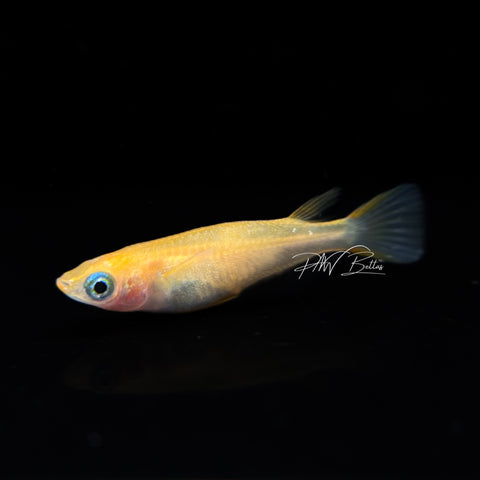 Medaka Ricefish 'Youkihi' | Oryzias latipes