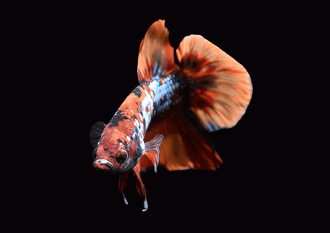 Candy Koi Male Betta | 5299