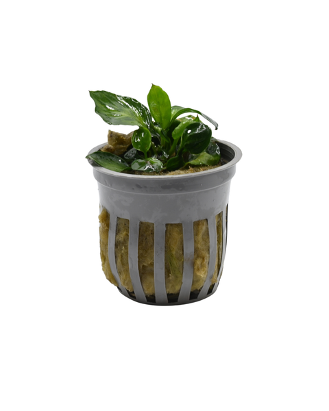 Anubias Barteri