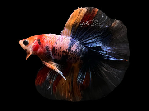 Koi DTHM Male Betta | M2611