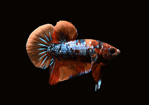 Candy Koi Male Betta | 5299