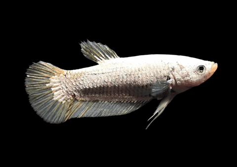 Yellow Dragon HMPK Female Betta | 5300