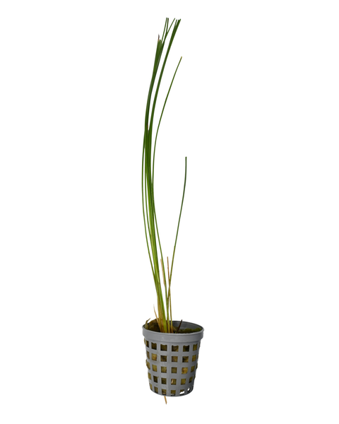 Giant Hairgrass | Eleocharis montevidensis