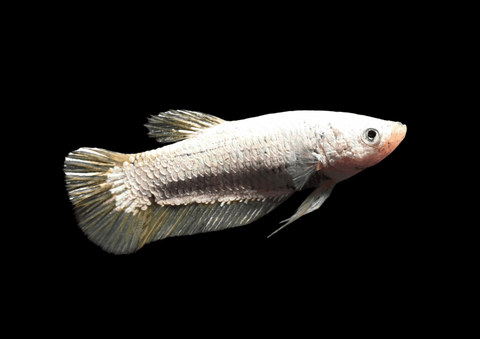 Yellow Dragon HMPK Female Betta | 5300