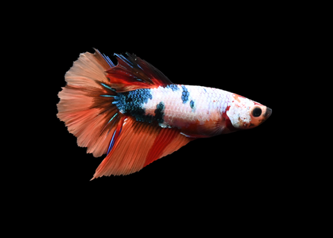 Fancy Koi Female Halfmoon Betta | 5250